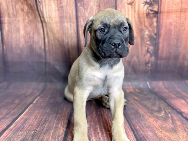 Bullmastiff DOG Male Fawn 13841 Petland Chillicothe, Ohio