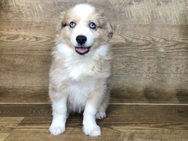 Aussiemo-DOG-Male-Red-13901-Petland Chillicothe, Ohio