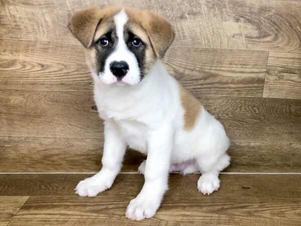 Akita DOG Male Brown / White 13900 Petland Chillicothe, Ohio