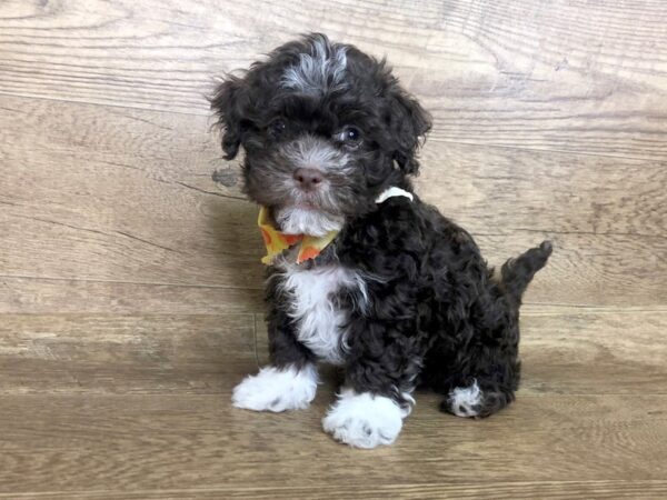 Havanese DOG Male CHOC WHITE 13899 Petland Chillicothe, Ohio