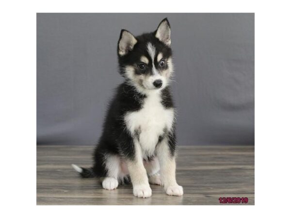 Pomsky DOG Male Black / Tan 13871 Petland Chillicothe, Ohio