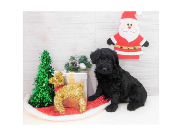 Whoodle DOG Female Black 13870 Petland Chillicothe, Ohio