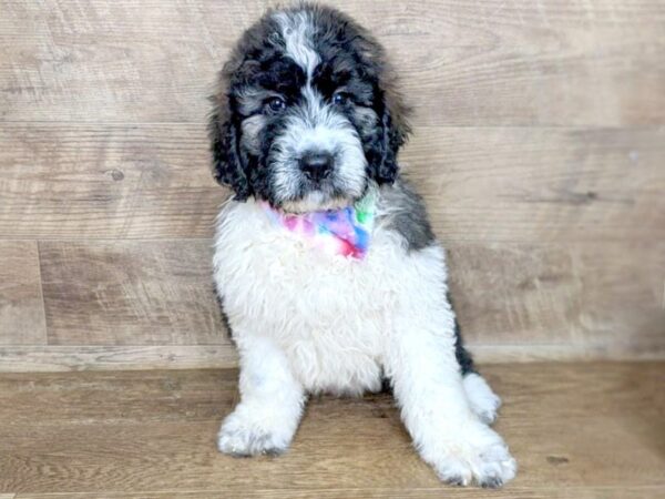 Miniature Poodle/Saint Bernard DOG Male Mahogany / White 13902 Petland Chillicothe, Ohio