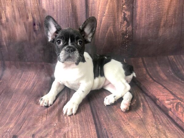 French Bulldog DOG Female Brindle / White 13873 Petland Chillicothe, Ohio