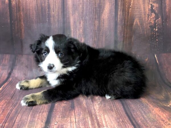 Aussie Mo DOG Female Sable White 13868 Petland Chillicothe, Ohio