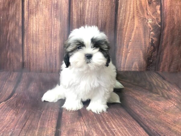 Shih Tzu DOG Female BROWN WHITE 13864 Petland Chillicothe, Ohio