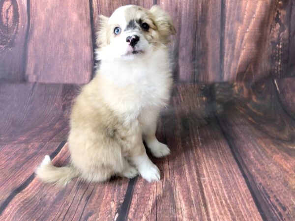 Mini Aussie DOG Female TRI 13866 Petland Chillicothe, Ohio