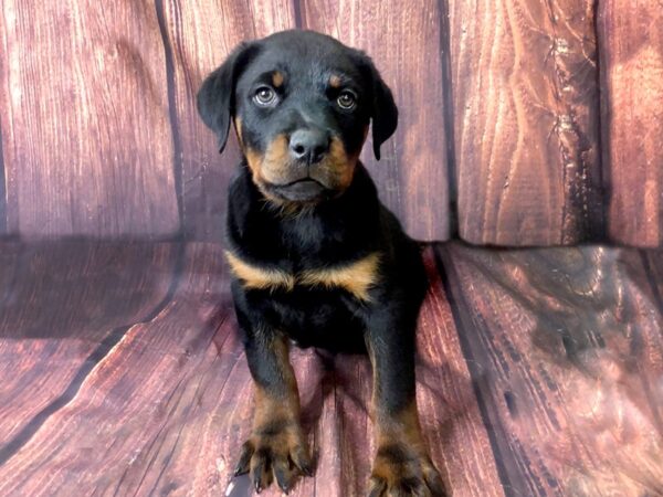 Rottweiler DOG Female Black Tan 13865 Petland Chillicothe, Ohio