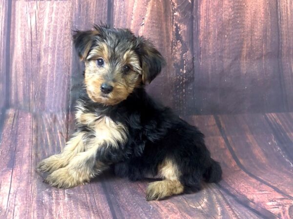 Yorkshire Terrier DOG Male BLK TAN 13863 Petland Chillicothe, Ohio