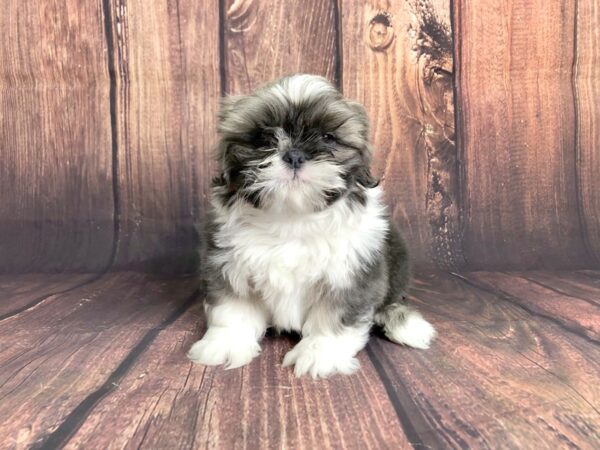 Shih Tzu DOG Male Blue 13862 Petland Chillicothe, Ohio