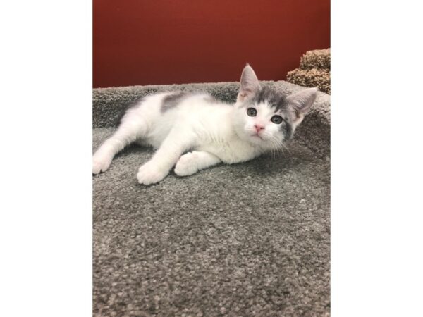 Adopt A Pet Kitten CAT Male Gray and White 13940 Petland Chillicothe, Ohio