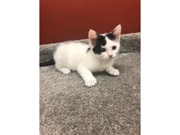 Adopt A Pet Kitten CAT Male White & Black 13941 Petland Chillicothe, Ohio