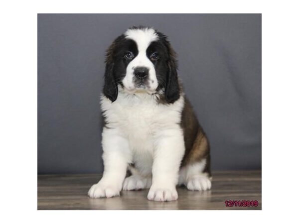 Saint Bernard DOG Female 13896 Petland Chillicothe, Ohio