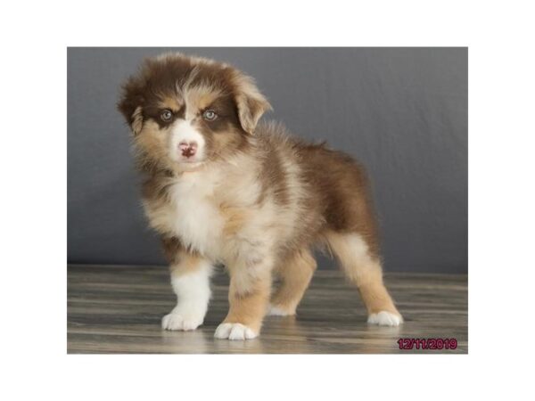 Australian Shepherd DOG Male Red Merle 13893 Petland Chillicothe, Ohio