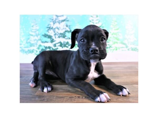 Boxer-DOG-Female-Black-13883-Petland Chillicothe, Ohio