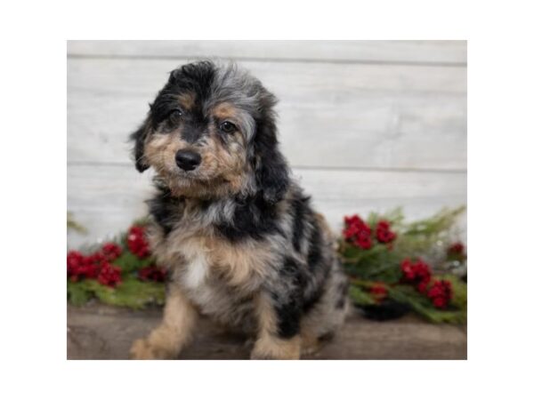 Aussiedoodle-DOG-Male-Blue Merle-13886-Petland Chillicothe, Ohio