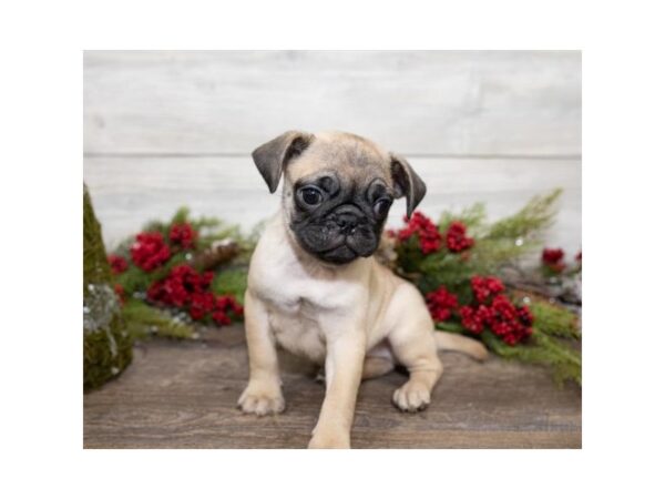 Pug DOG Male Fawn 13885 Petland Chillicothe, Ohio