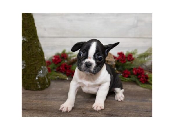 French Bulldog DOG Female Black 13881 Petland Chillicothe, Ohio