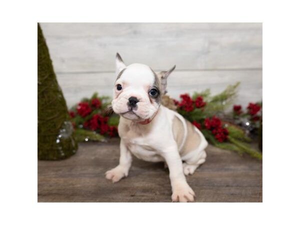 French Bulldog DOG Male Fawn 13882 Petland Chillicothe, Ohio