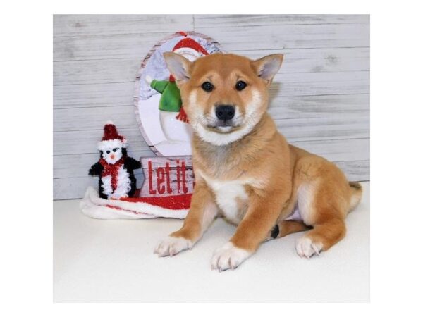 Shiba Inu DOG Male Red Sesame 13891 Petland Chillicothe, Ohio