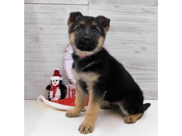 German Shepherd Dog DOG Female Black / Tan 13887 Petland Chillicothe, Ohio