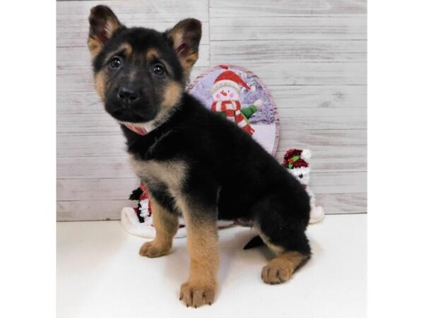 German Shepherd Dog DOG Male Black / Tan 13888 Petland Chillicothe, Ohio