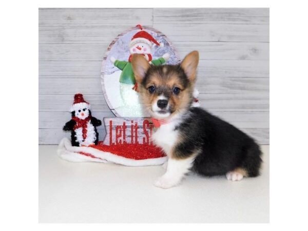 Pembroke Welsh Corgi DOG Female Black White / Tan 13890 Petland Chillicothe, Ohio