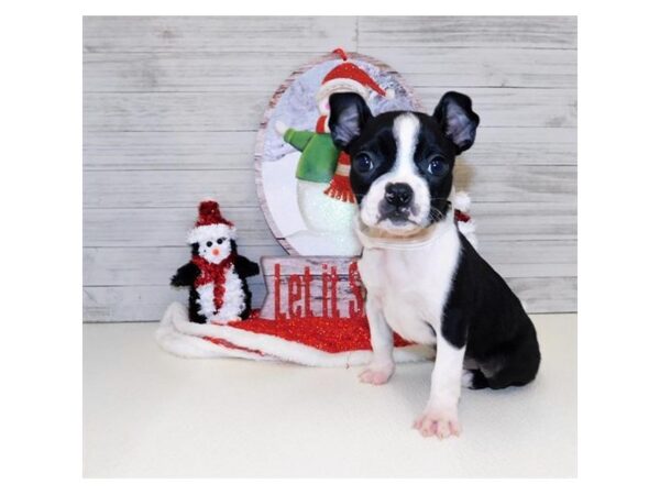 Boston Terrier DOG Female Black / White 13889 Petland Chillicothe, Ohio