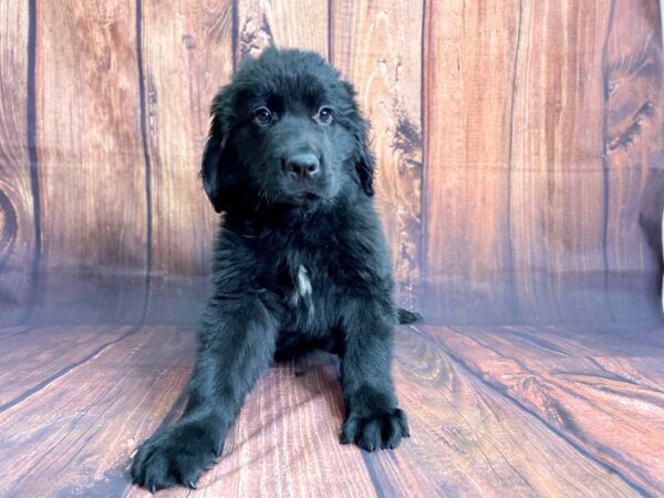 Newfoundland-DOG-Male-Black-13869-Petland Chillicothe, Ohio