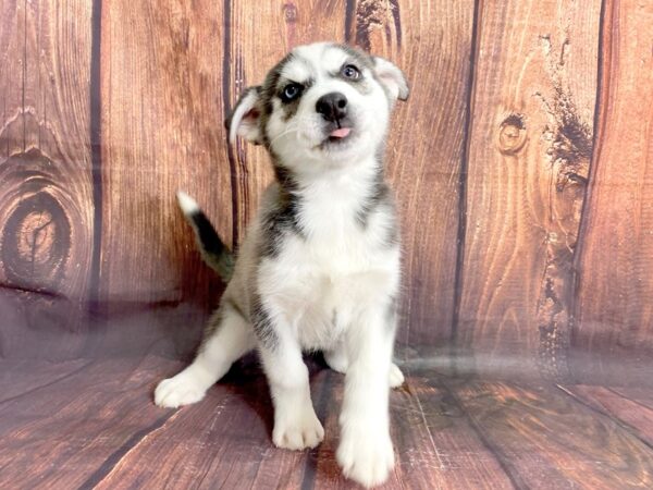 Husky DOG Female Black & White 13878 Petland Chillicothe, Ohio