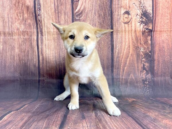 Shiba Inu DOG Female RED 13875 Petland Chillicothe, Ohio