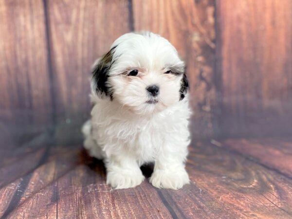 Shih Tzu DOG Male brown white 13874 Petland Chillicothe, Ohio