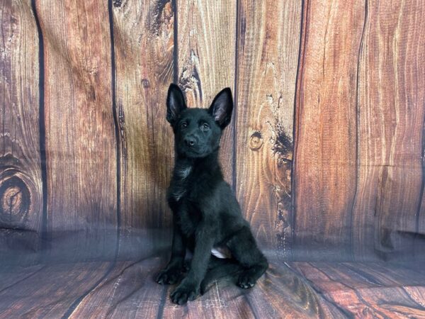 German Shepherd DOG Female Black 13903 Petland Chillicothe, Ohio