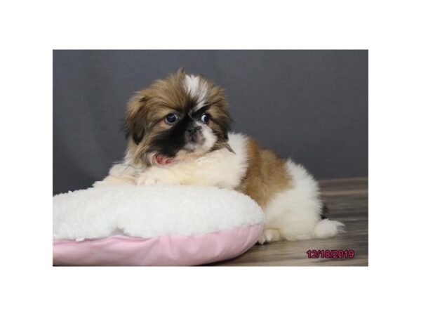 Pekingese DOG Female Sable / White 13923 Petland Chillicothe, Ohio