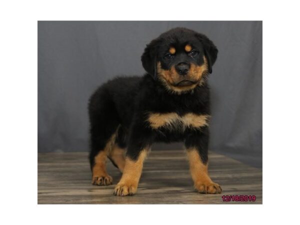 Rottweiler DOG Female Black / Tan 13924 Petland Chillicothe, Ohio