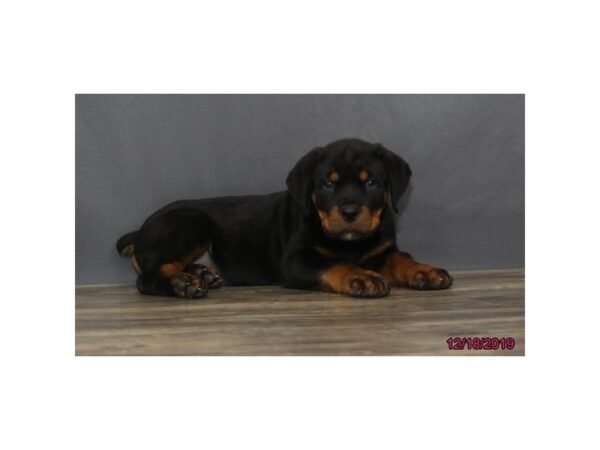 Rottweiler DOG Male Black / Tan 13925 Petland Chillicothe, Ohio