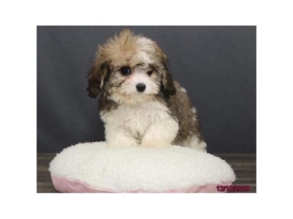 Cavachon DOG Male Sable / White 13922 Petland Chillicothe, Ohio