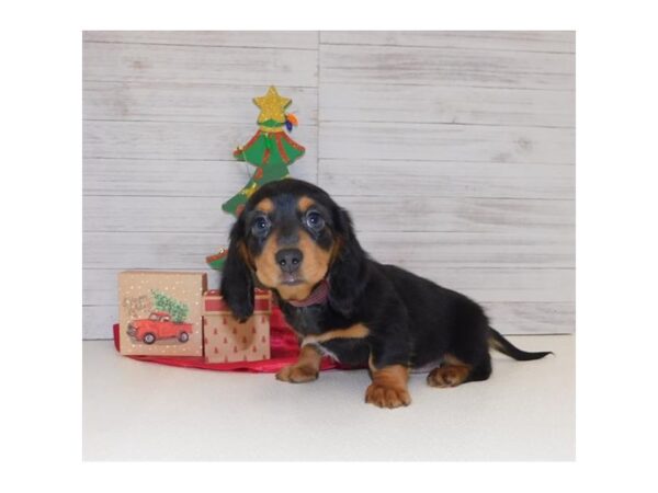 Dachshund DOG Female Black / Tan 13917 Petland Chillicothe, Ohio