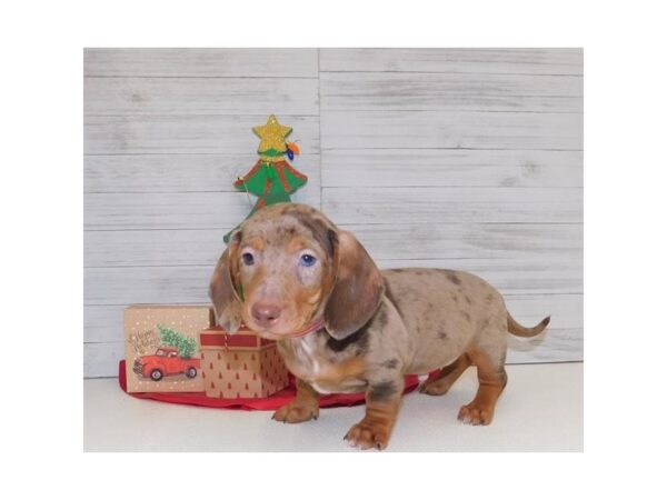 Dachshund DOG Male Chocolate / Tan 13918 Petland Chillicothe, Ohio