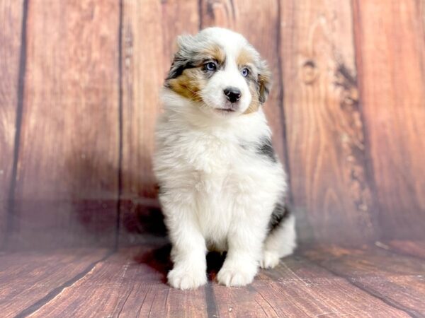 Australian Shepherd DOG Male Blue Merle 13913 Petland Chillicothe, Ohio