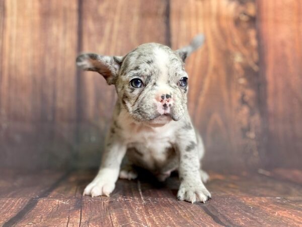 French Bulldog DOG Male Blue merel 13911 Petland Chillicothe, Ohio