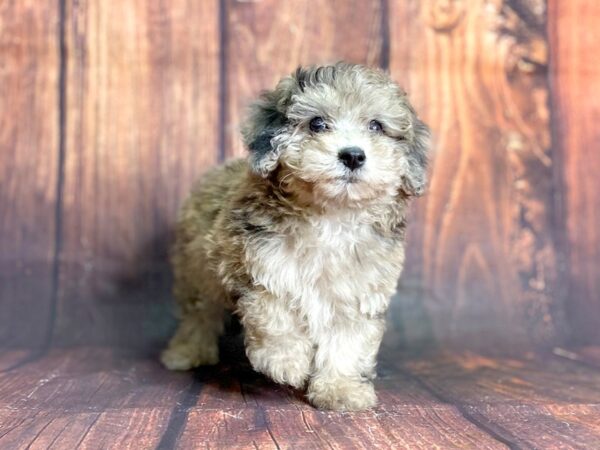 Poochon DOG Female blue merel 13910 Petland Chillicothe, Ohio