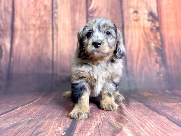 F2 MINI GOLDENDOODLE DOG Male BLUE MERLE 13905 Petland Chillicothe, Ohio