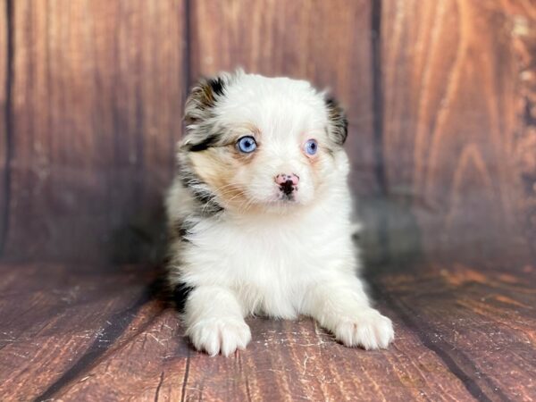 Toy Australian Shepherd-DOG-Female-BLUE MERLE-13915-Petland Chillicothe, Ohio
