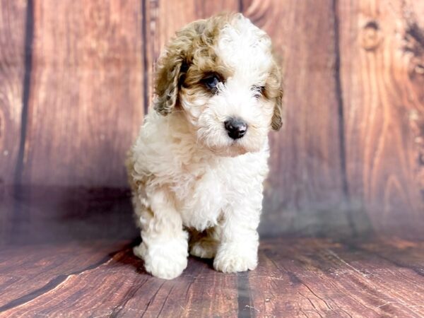 F2 MINI GOLDENDOODLE-DOG-Male-RED WHITE-13914-Petland Chillicothe, Ohio