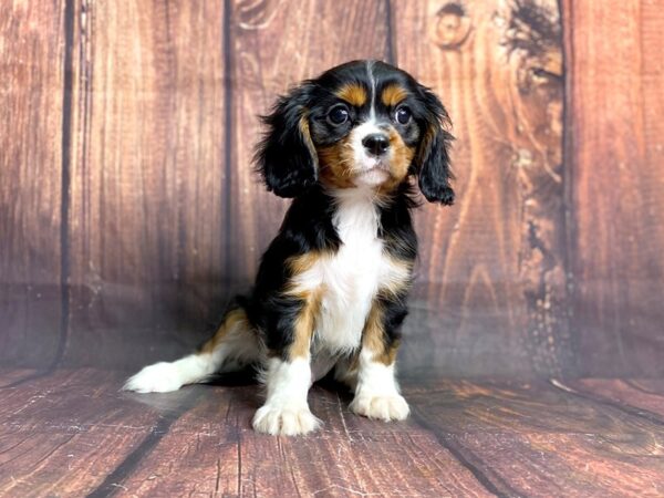 Cavalier King Charles Spaniel DOG Male Tri 13926 Petland Chillicothe, Ohio