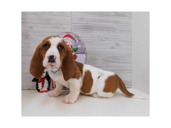 Basset Hound DOG Female Red / White 13930 Petland Chillicothe, Ohio