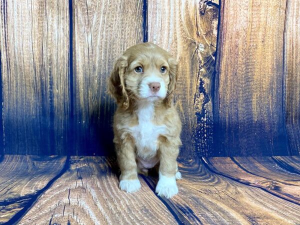 Cock A Poo DOG Female Buff 13945 Petland Chillicothe, Ohio