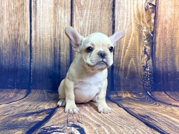 French Bulldog DOG Female Cream 13943 Petland Chillicothe, Ohio