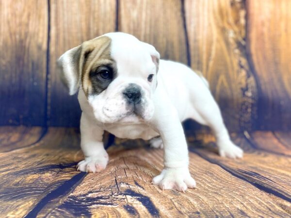 English Bulldog DOG Male White 13942 Petland Chillicothe, Ohio